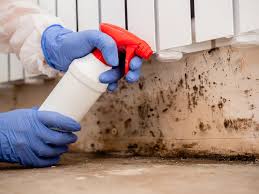 Best Commercial Mold Inspection  in Lyndhurst, OH